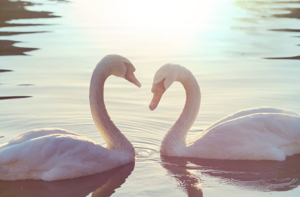 Cisne en el agua